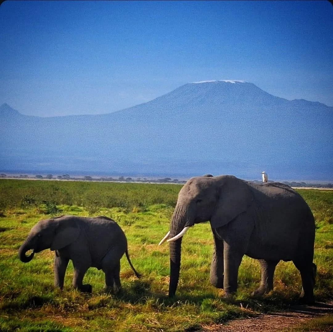 Tarangire Elephants