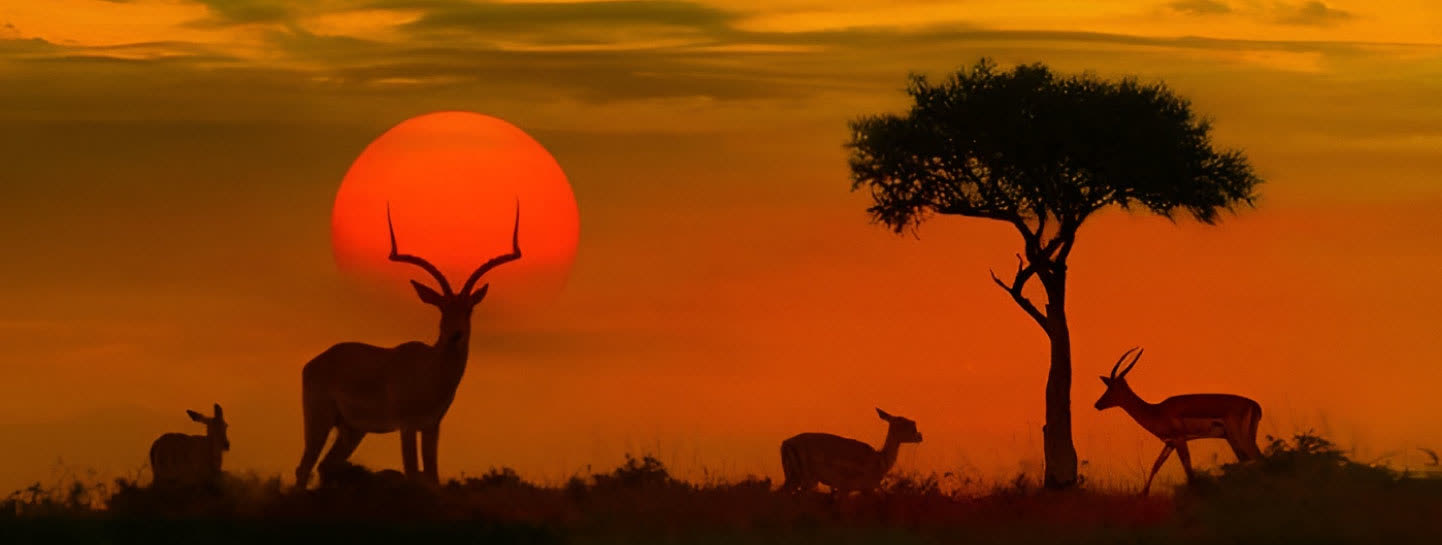 Diani Wilderness Safari Landscape