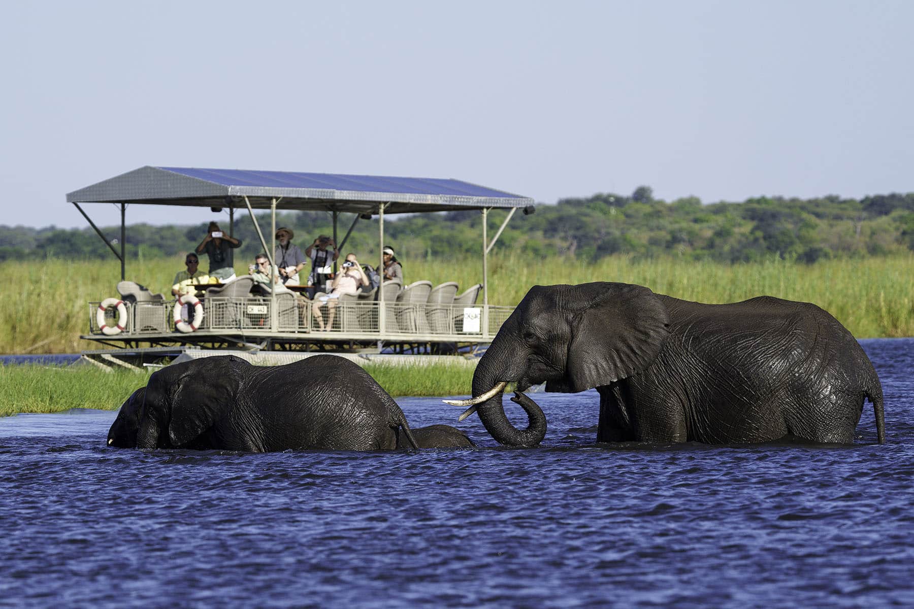 Chobe Elephant Riverfront