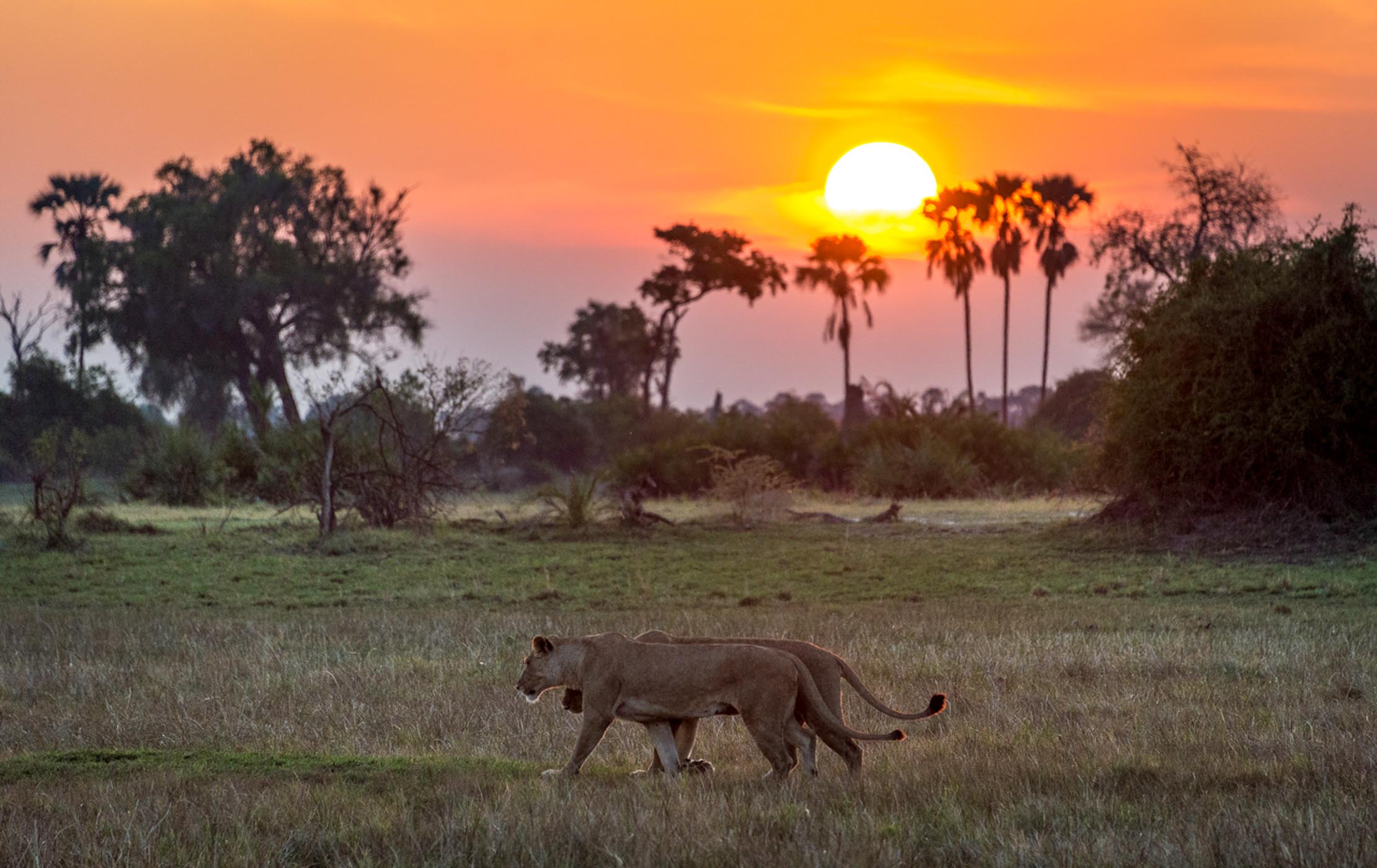 Moremi Reserve