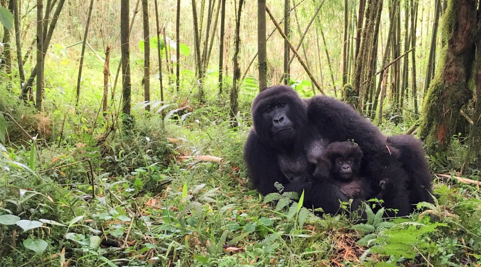 Rwanda Mountain Gorilla Expedition