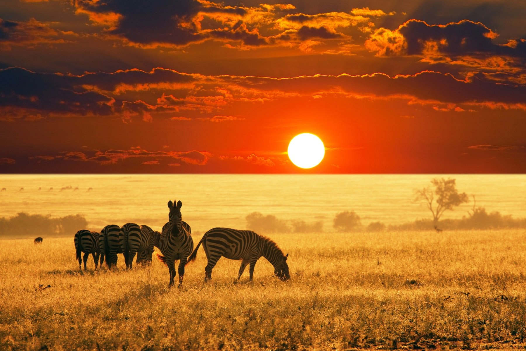 Sunset Wildlife Tracking