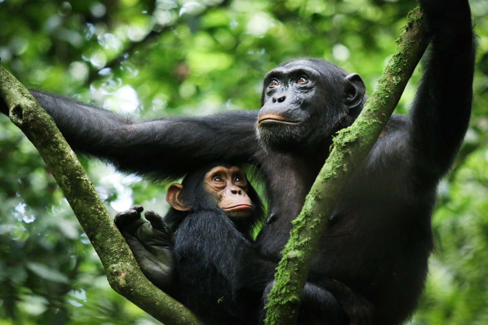 Kibale Chimpanzee Habituation