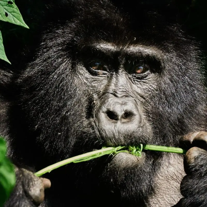 4 Days Express Gorilla Trekking