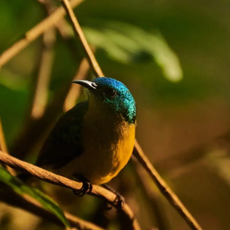 Collared Sunbird Bwindi