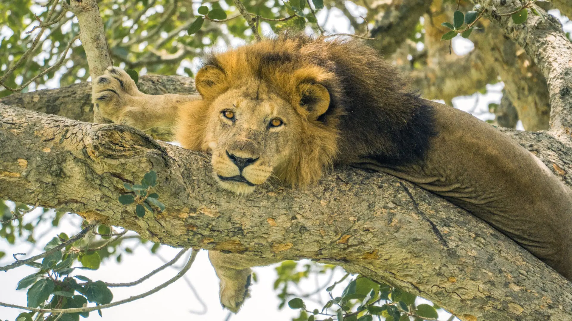 Queen Elizabeth NP & Kazinga Channel