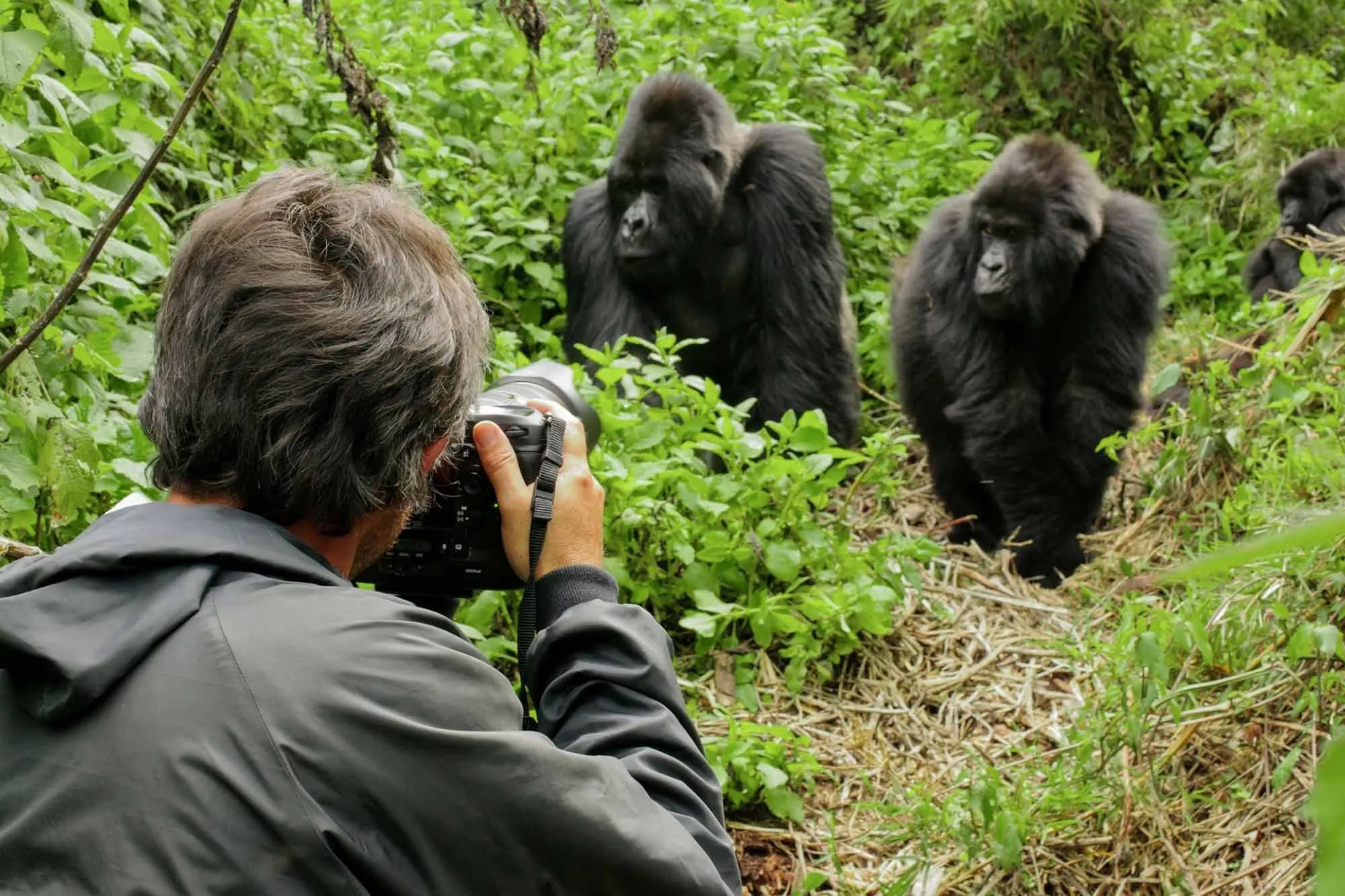 Uganda Gorillas & Pearl of Africa Hero