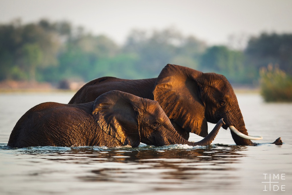 South Luangwa Walking