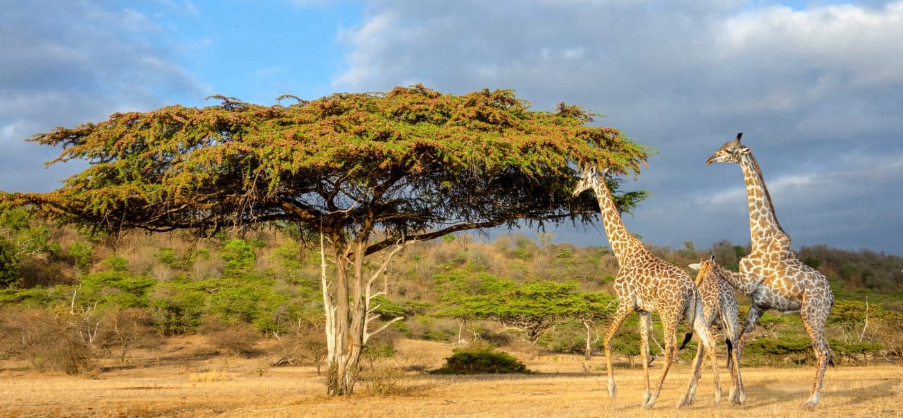 9 Days Beyond Equator